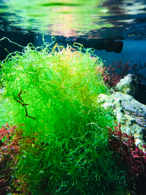 Meerwasser-, Salzwasser Makroalge: Drahtalge, Grünalge (chaetomorpha linum) Bild 3