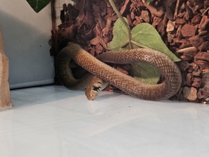 Indigonatter 