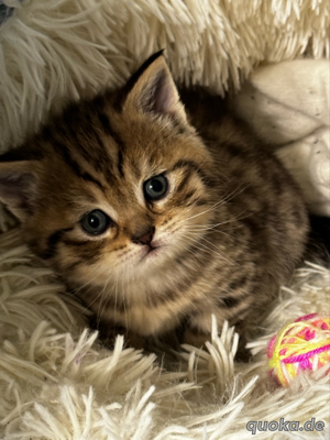 5 zauberhafte BKH-Kitten zu verkaufen!    Bild 8