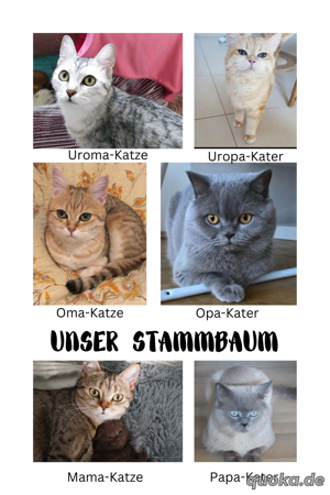 5 zauberhafte BKH-Kitten zu verkaufen!    Bild 3