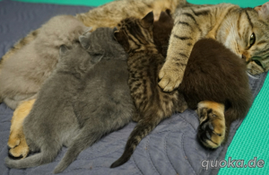 5 zauberhafte BKH-Kitten zu verkaufen!    Bild 10