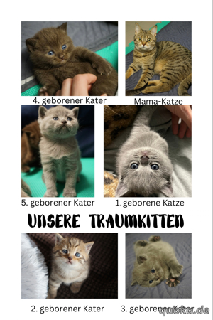 5 zauberhafte BKH-Kitten zu verkaufen!    Bild 2