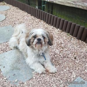 Ich bin der Sammy und hätte gern ein Date mit euch. Ich bin ein Deckrüde und stehe nicht zum Verkauf Bild 7