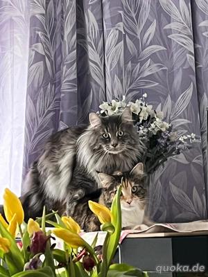 maine coon deckkater 