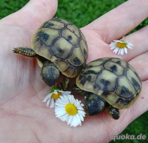 Schöne und gesunde griechische Landschildkröten aus artgerechter Freilandhaltung 