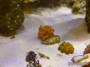 Korallen, Weiche; SPS; LPS Bild 2