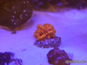 Korallen, Weiche; SPS; LPS Bild 1