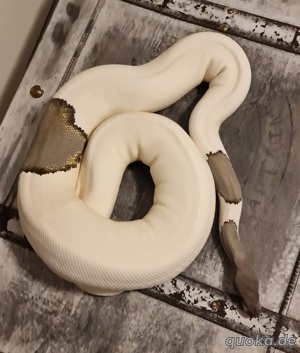 0.1 GHI Mojave Pied Breeder