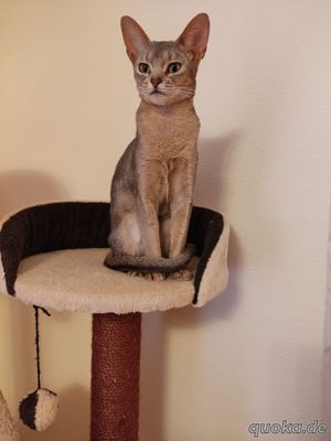 Wunderschöne Abessinier Katze mit Stammbaum. Bild 1