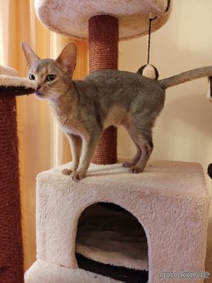 Wunderschöne Abessinier Katze mit Stammbaum. Bild 6