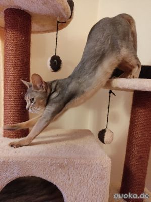 Wunderschöne Abessinier Katze mit Stammbaum. Bild 3