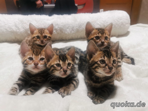 5 schöne Bengal Kitten Bild 4