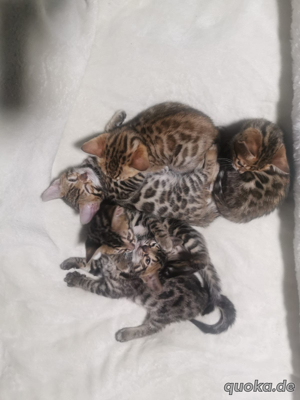5 schöne Bengal Kitten Bild 9