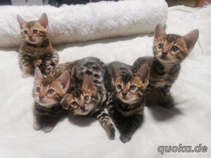 5 schöne Bengal Kitten Bild 2