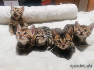 5 schöne Bengal Kitten Bild 3