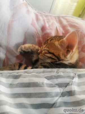 5 schöne Bengal Kitten Bild 10