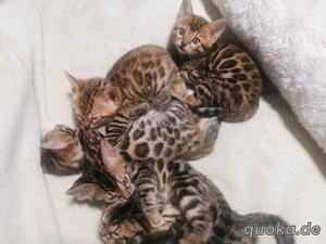 5 schöne Bengal Kitten Bild 7