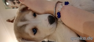 Labrador-Husky letzter Rüde suchen noch liebevolle Familie! Bild 3