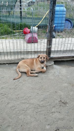 CALIA (geb. 11 2023) sucht ihr Zuhause! Bild 2