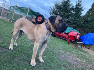 Presa Canario Deckrüde 