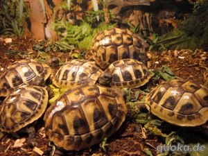 Griechische Landschildkröten von 2023 (THB) Bild 3