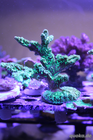 Korallenableger Bild 10