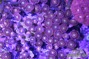 Korallenableger Bild 9