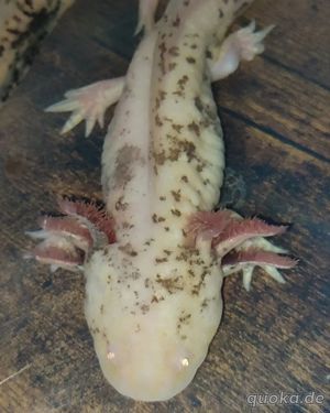 Axolotl Mosaik Bock ( Tierversand möglich )  Bild 1