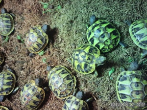 Schildkröten  Bild 2