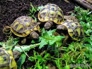 Griechische Landschildkröten, Nachzuchten 2023, Testudo hermanni boettgeri Bild 3