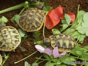 Griechische Landschildkröten, Nachzuchten 2023, Testudo hermanni boettgeri Bild 6