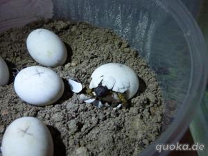 Griechische Landschildkröten, Nachzuchten 2023, Testudo hermanni boettgeri Bild 7