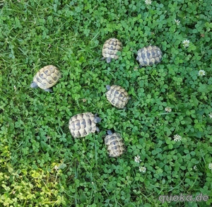 Landschildkröten mit EG- Bescheinigung 