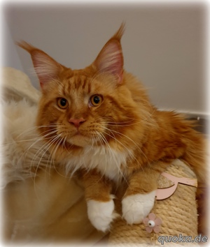 Maine coon Deckkater in paradise red