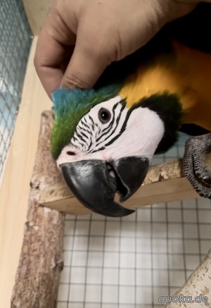 Gelbbrustara mänlich Bild 3