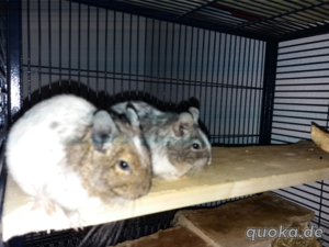 2 Degus 