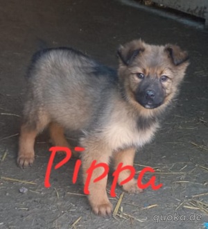 Pippa war als Welpe schon im Tierheim Bild 7