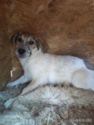 Leon auf der Suche nach dem großen Glück - Ein eigener Korb bei eigener Familie Bild 6