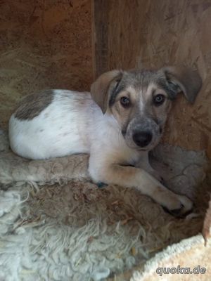 Leon auf der Suche nach dem großen Glück - Ein eigener Korb bei eigener Familie Bild 5