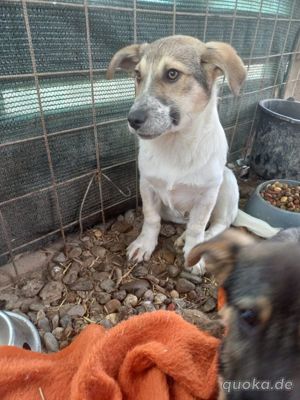 Leon auf der Suche nach dem großen Glück - Ein eigener Korb bei eigener Familie Bild 4