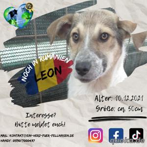 Leon auf der Suche nach dem großen Glück - Ein eigener Korb bei eigener Familie