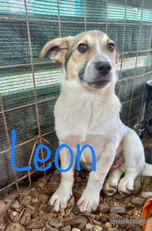 Leon auf der Suche nach dem großen Glück - Ein eigener Korb bei eigener Familie Bild 2