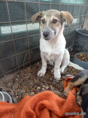 Leon auf der Suche nach dem großen Glück - Ein eigener Korb bei eigener Familie Bild 3