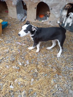 Edison will adoptiert werden Bild 6