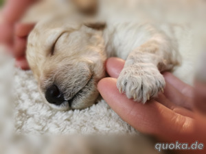 Wurfankündigung reinrassige liebevolle Zwergpudel - BreWells Pudelrudel bekommt Nachwuchs