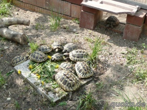 Zuchtgruppe Griechische Landschildkröten  11-Tiere