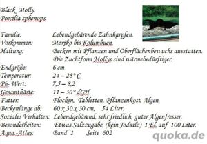 Black Molly Bild 2