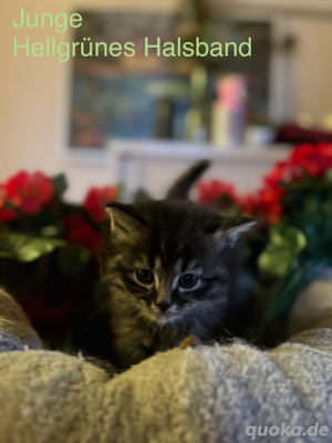 Main Coon Mix Kitten suchen liebevolles Zuhause Bild 1