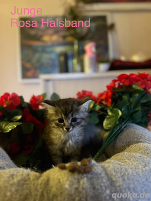 Main Coon Mix Kitten suchen liebevolles Zuhause Bild 3