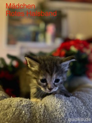 Main Coon Mix Kitten suchen liebevolles Zuhause Bild 2